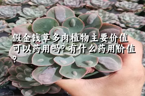 假金钱草多肉植物主要价值可以药用吗？有什么药用价值？