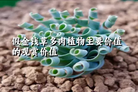 假金钱草多肉植物主要价值的观赏价值