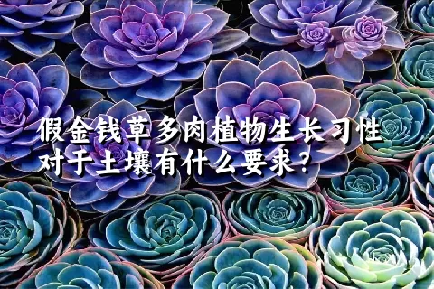 假金钱草多肉植物生长习性对于土壤有什么要求？	