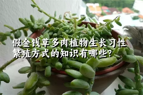 假金钱草多肉植物生长习性繁殖方式的知识有哪些？