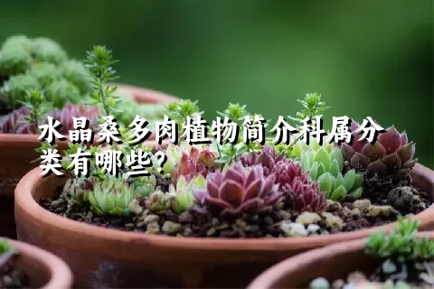 水晶桑多肉植物简介科属分类有哪些？