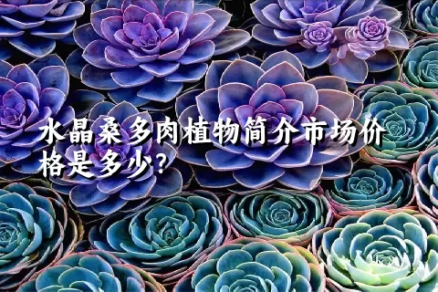 水晶桑多肉植物简介市场价格是多少？