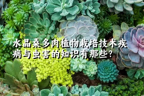 水晶桑多肉植物栽培技术疾病与虫害的知识有那些？ 