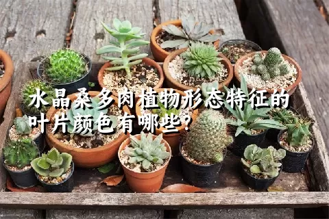 水晶桑多肉植物形态特征的叶片颜色有哪些？