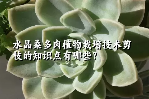 水晶桑多肉植物栽培技术剪枝的知识点有哪些？