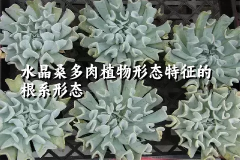 水晶桑多肉植物形态特征的根系形态