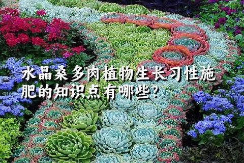 水晶桑多肉植物生长习性施肥的知识点有哪些？	