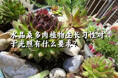 水晶桑多肉植物生长习性对于光照有什么要求？