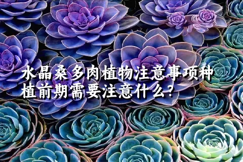 水晶桑多肉植物注意事项种植前期需要注意什么？ 