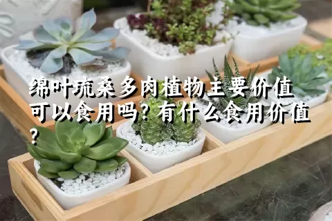 绵叶琉桑多肉植物主要价值可以食用吗？有什么食用价值？