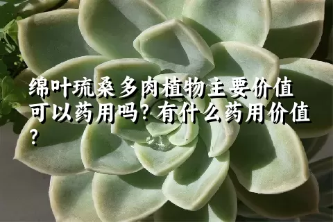 绵叶琉桑多肉植物主要价值可以药用吗？有什么药用价值？