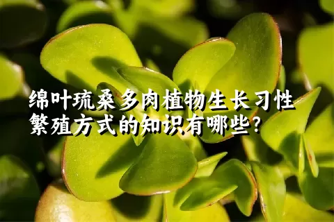 绵叶琉桑多肉植物生长习性繁殖方式的知识有哪些？