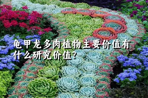 龟甲龙多肉植物主要价值有什么研究价值？