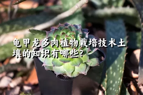 龟甲龙多肉植物栽培技术土壤的知识有哪些？