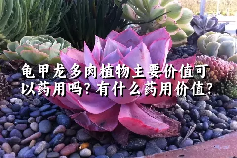 龟甲龙多肉植物主要价值可以药用吗？有什么药用价值？