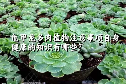 龟甲龙多肉植物注意事项自身健康的知识有哪些？