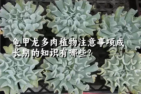 龟甲龙多肉植物注意事项成长期的知识有哪些？ 