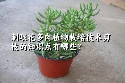 刺眼花多肉植物栽培技术剪枝的知识点有哪些？