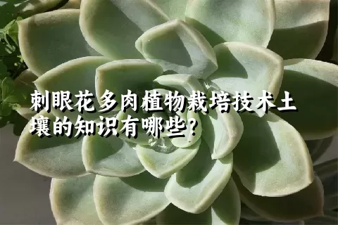 刺眼花多肉植物栽培技术土壤的知识有哪些？