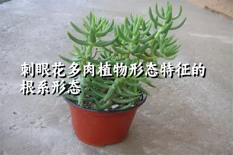 刺眼花多肉植物形态特征的根系形态