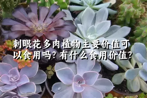 刺眼花多肉植物主要价值可以食用吗？有什么食用价值？