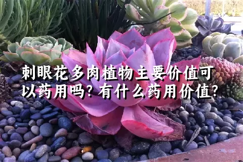 刺眼花多肉植物主要价值可以药用吗？有什么药用价值？