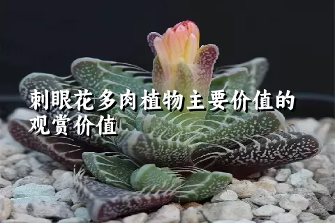 刺眼花多肉植物主要价值的观赏价值