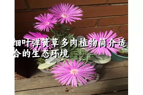 细叶弹簧草多肉植物简介适合的生态环境