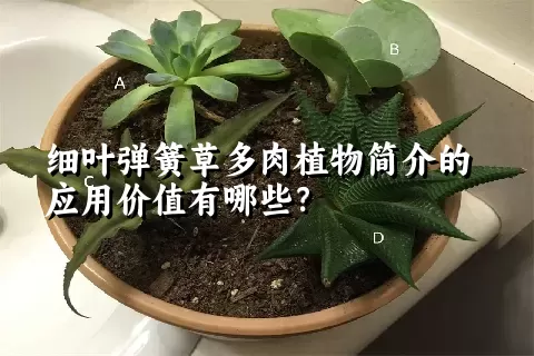 细叶弹簧草多肉植物简介的应用价值有哪些？