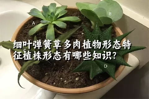 细叶弹簧草多肉植物形态特征植株形态有哪些知识？