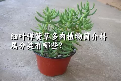 细叶弹簧草多肉植物简介科属分类有哪些？