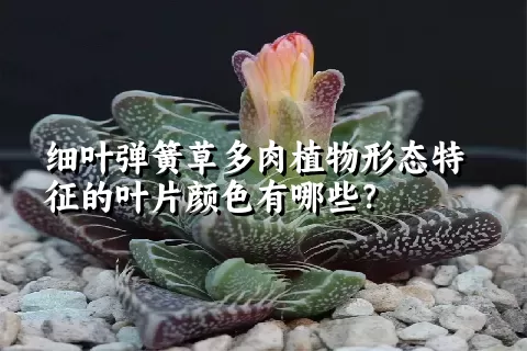 细叶弹簧草多肉植物形态特征的叶片颜色有哪些？