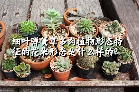 细叶弹簧草多肉植物形态特征的花朵形态是什么样的？