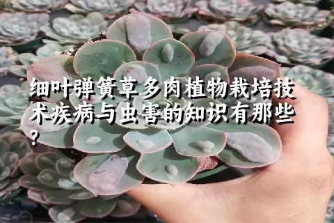 细叶弹簧草多肉植物栽培技术疾病与虫害的知识有那些？ 