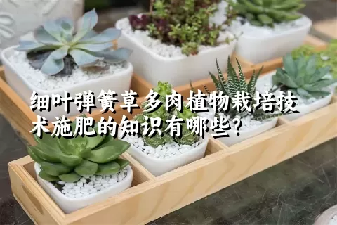 细叶弹簧草多肉植物栽培技术施肥的知识有哪些？ 