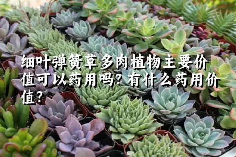 细叶弹簧草多肉植物主要价值可以药用吗？有什么药用价值？