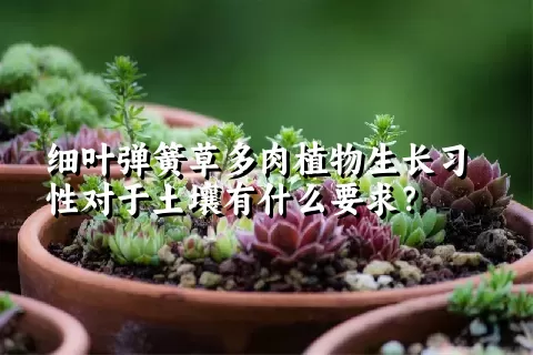 细叶弹簧草多肉植物生长习性对于土壤有什么要求？	