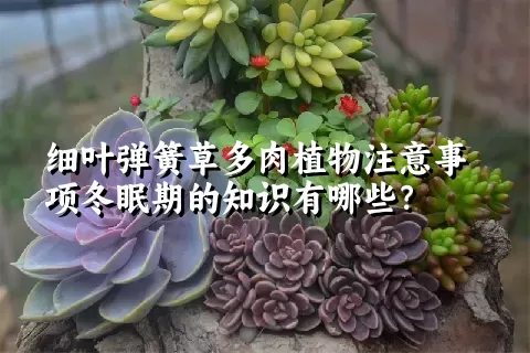 细叶弹簧草多肉植物注意事项冬眠期的知识有哪些？