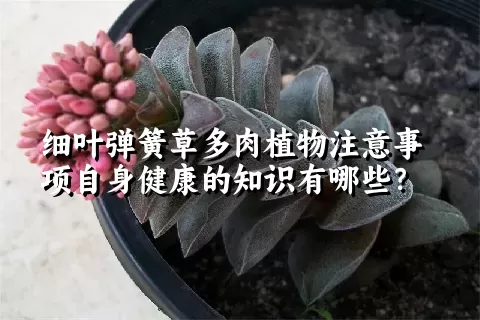 细叶弹簧草多肉植物注意事项自身健康的知识有哪些？