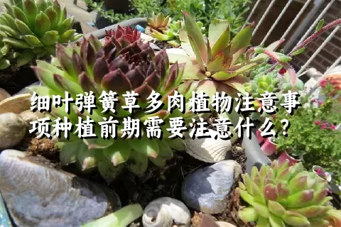 细叶弹簧草多肉植物注意事项种植前期需要注意什么？ 