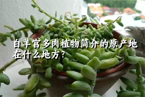 白羊宫多肉植物简介的原产地在什么地方？