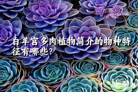 白羊宫多肉植物简介的物种特征有哪些？