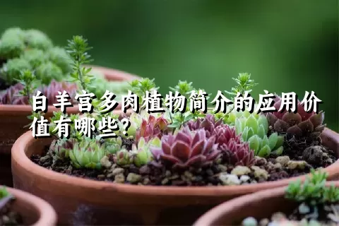 白羊宫多肉植物简介的应用价值有哪些？