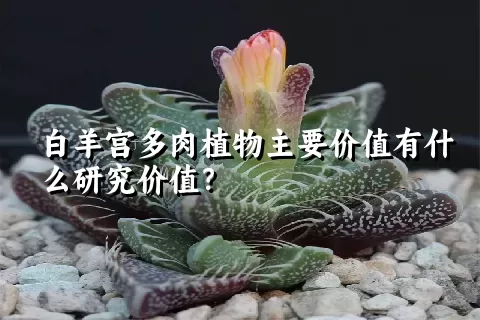 白羊宫多肉植物主要价值有什么研究价值？