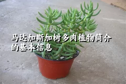 马达加斯加树多肉植物简介的基本信息