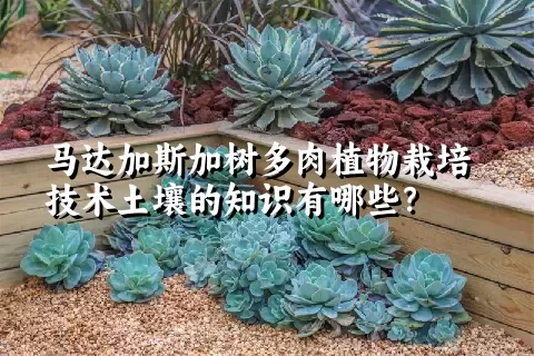 马达加斯加树多肉植物栽培技术土壤的知识有哪些？