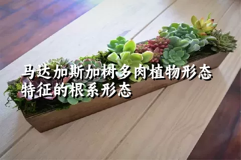 马达加斯加树多肉植物形态特征的根系形态