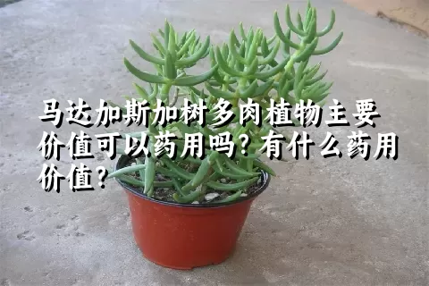 马达加斯加树多肉植物主要价值可以药用吗？有什么药用价值？