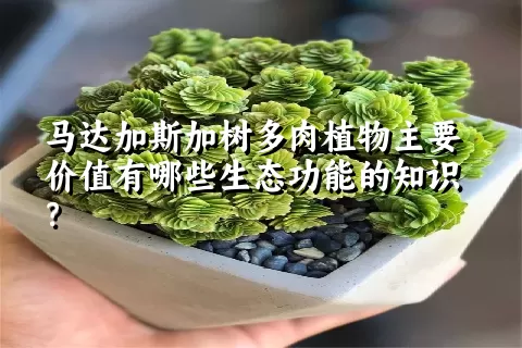 马达加斯加树多肉植物主要价值有哪些生态功能的知识？