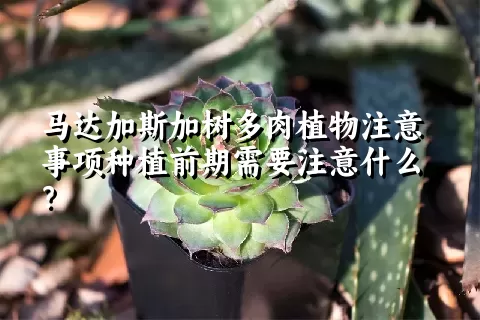 马达加斯加树多肉植物注意事项种植前期需要注意什么？ 